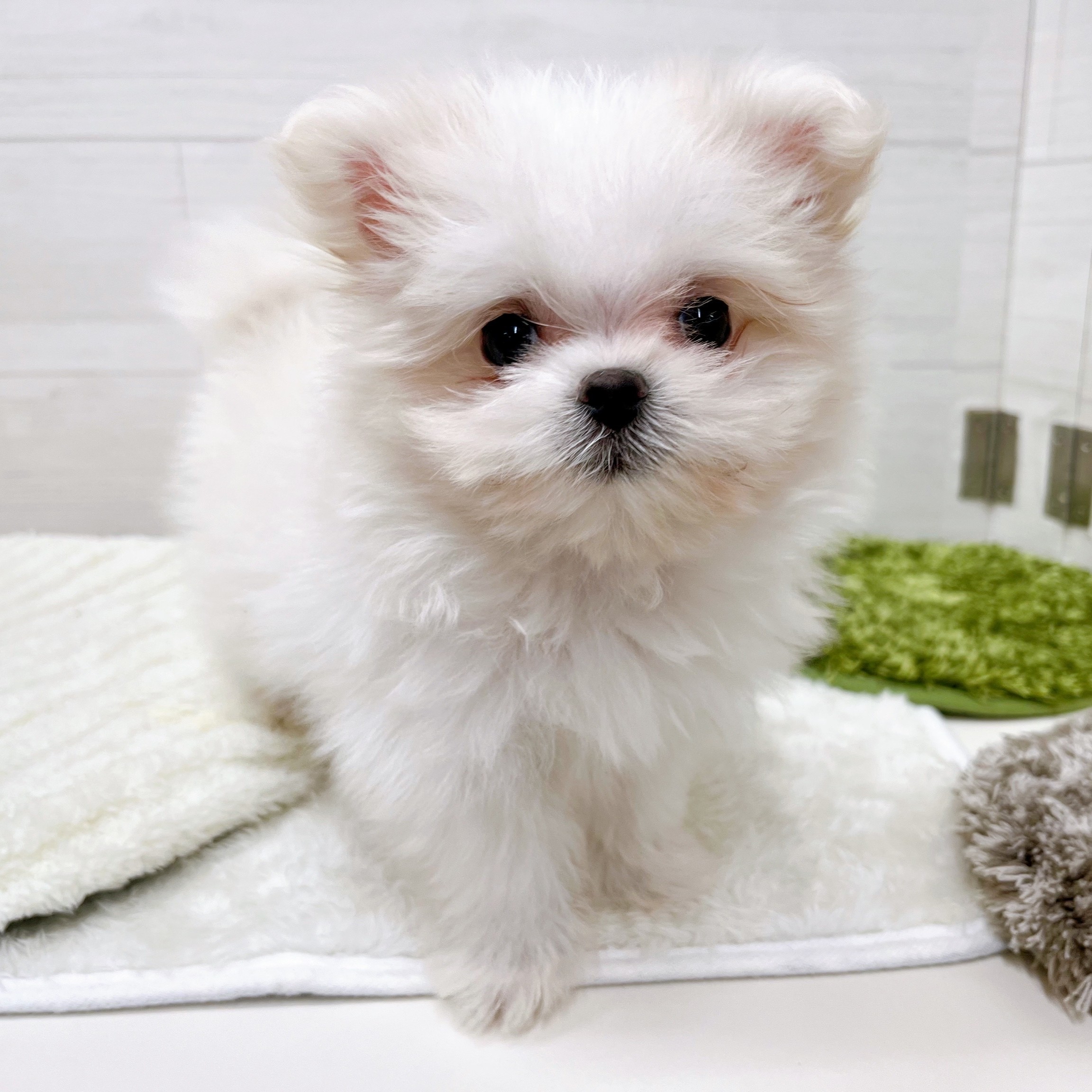 石川県のポメマル/マルポメ(ポメラニアン×マルチーズ) (犬の家＆猫の里アミーゴ金沢おこばた店/2025年11月10日生まれ/女の子/クリームホワイト)の子犬の3枚目の画像