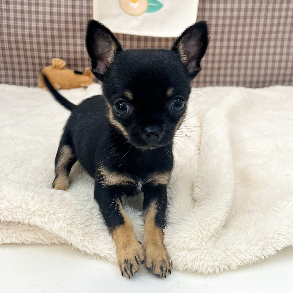 愛知県のチワワ(スムース) (犬の家＆猫の里エアポートウォーク店/2025年11月14日生まれ/女の子/ブラックタン)の子犬の3枚目の画像