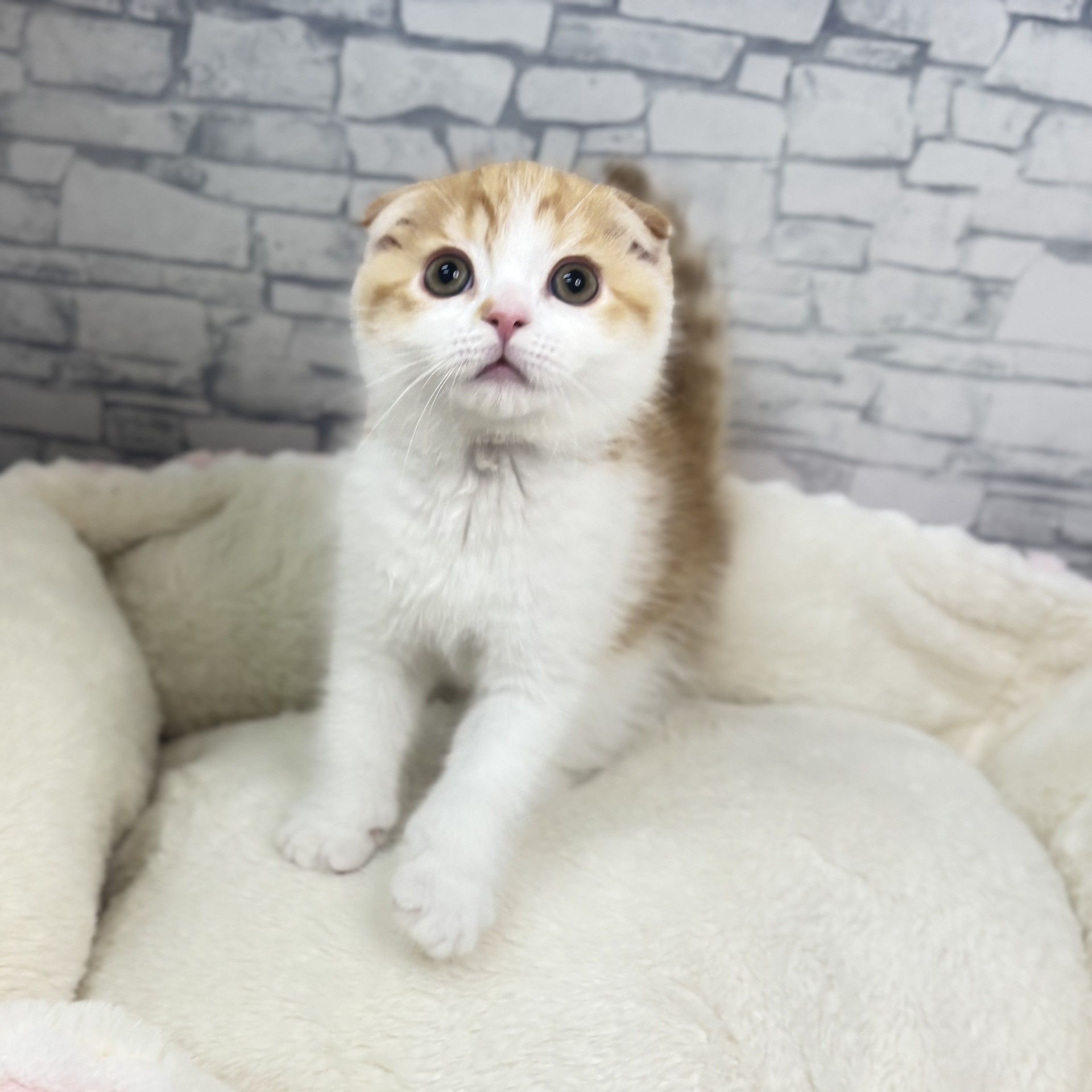 長野県のスコティッシュフォールド (犬の家＆猫の里長野店/2025年11月13日生まれ/男の子/レッドタビーホワイト)の子猫の3枚目の画像