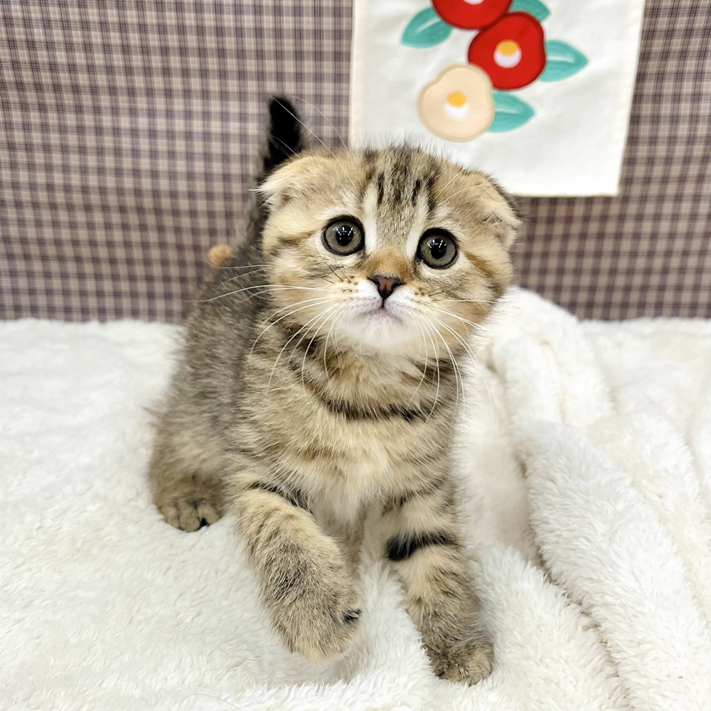 愛知県のスコティッシュフォールド (犬の家＆猫の里エアポートウォーク店/2025年11月13日生まれ/女の子/ブラウンパッチドタビーホワイト)の子猫の3枚目の画像