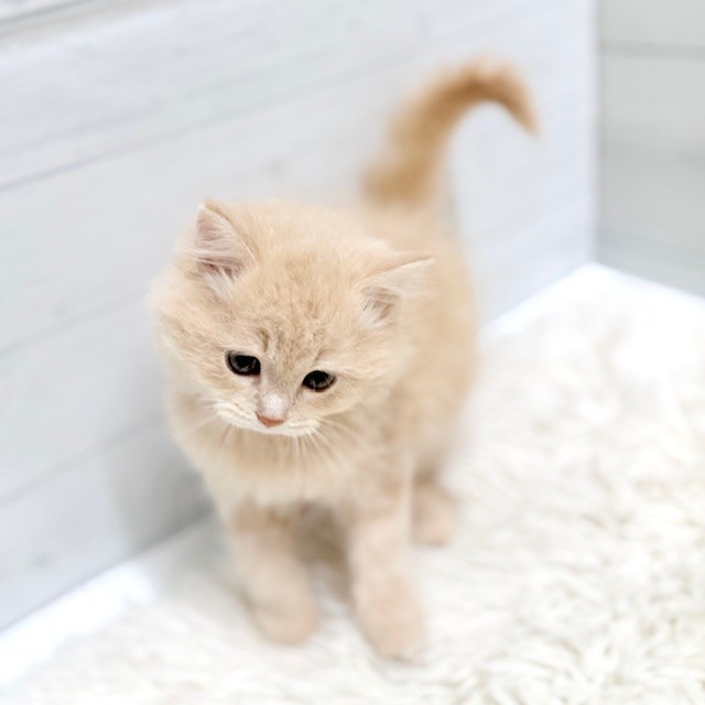 愛知県のスコティッシュフォールド (犬の家＆猫の里豊田店/2025年11月13日生まれ/女の子/クリームタビーホワイト)の子猫の3枚目の画像