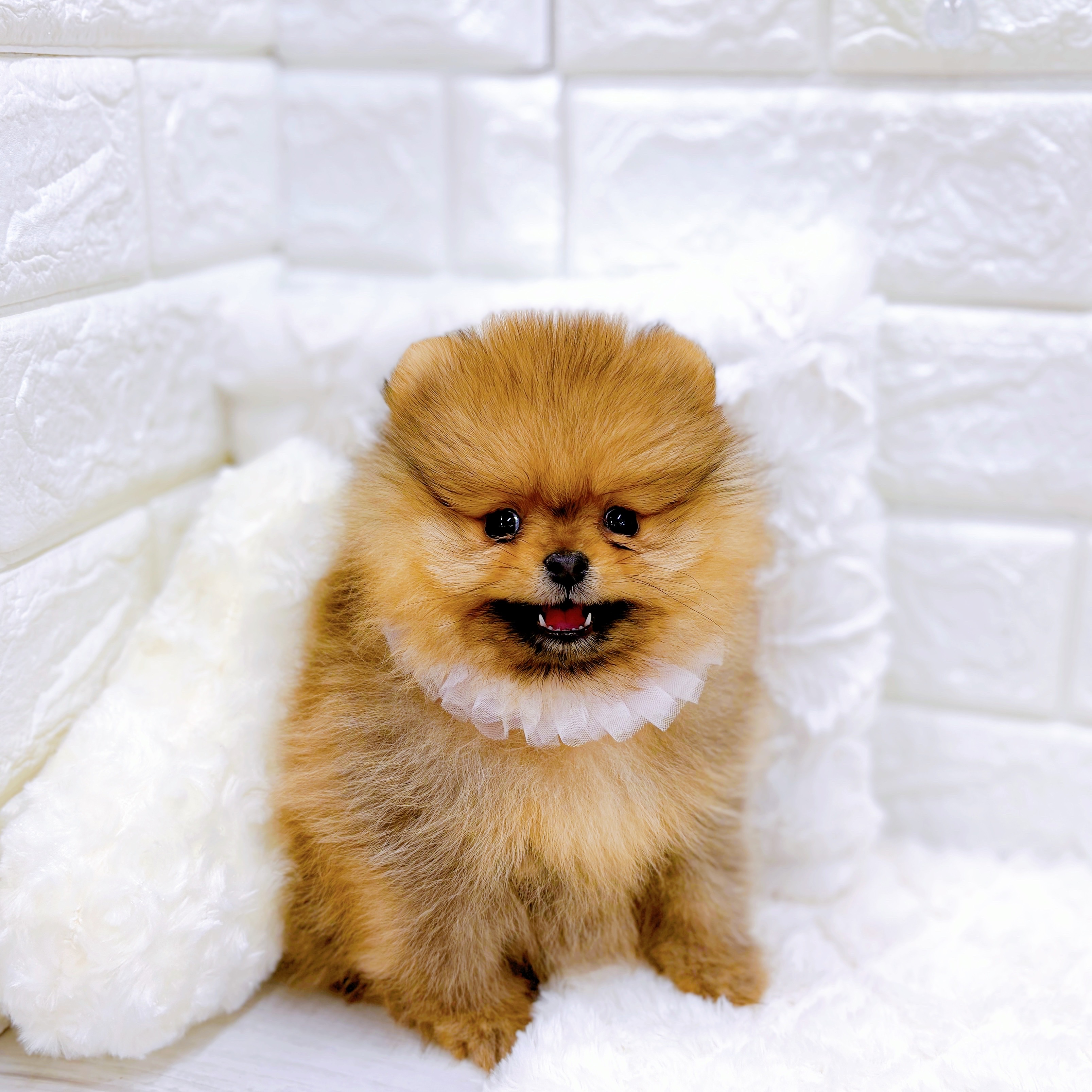 福井県のポメラニアン (犬の家＆猫の里アミーゴ福井店/2025年11月5日生まれ/女の子/オレンジ)の子犬の3枚目の画像