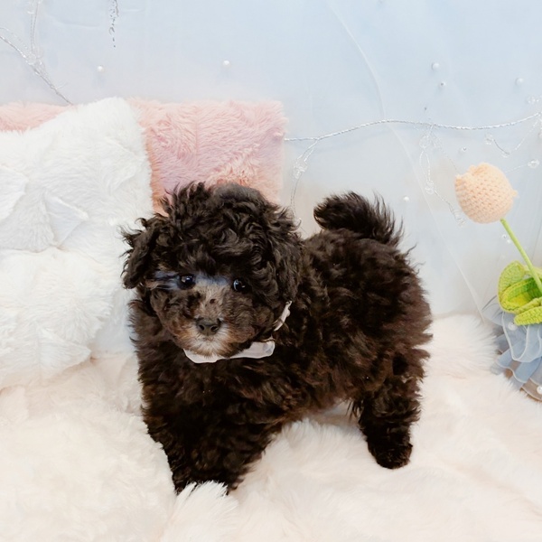 福井県のトイプードル(トイ) (犬の家＆猫の里福井店/2025年11月14日生まれ/女の子/グレー)の子犬の3枚目の画像