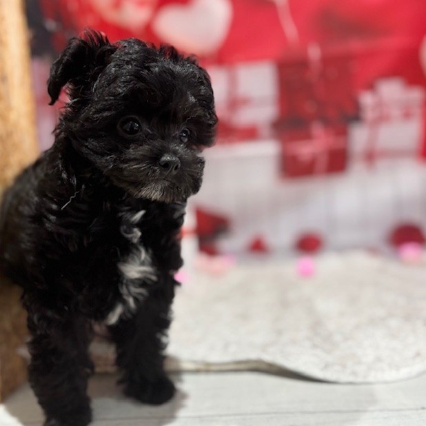 福岡県のチワプー/プーチー(チワワ×プードル) (犬の家＆猫の里トリアス久山店/2025年11月15日生まれ/女の子/ブラックホワイト)の子犬の3枚目の画像