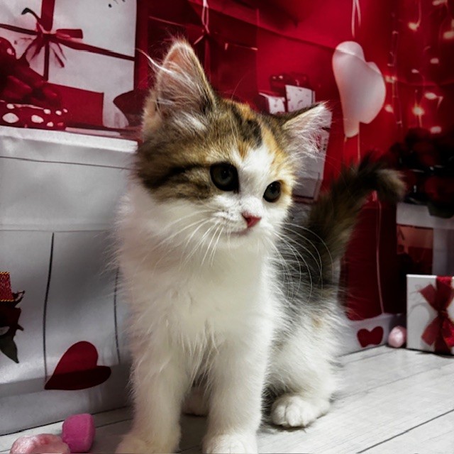 福岡県のラガマフィン (犬の家＆猫の里トリアス久山店/2025年11月13日生まれ/女の子/ブラウンパッチドタビーホワイト)の子猫の3枚目の画像