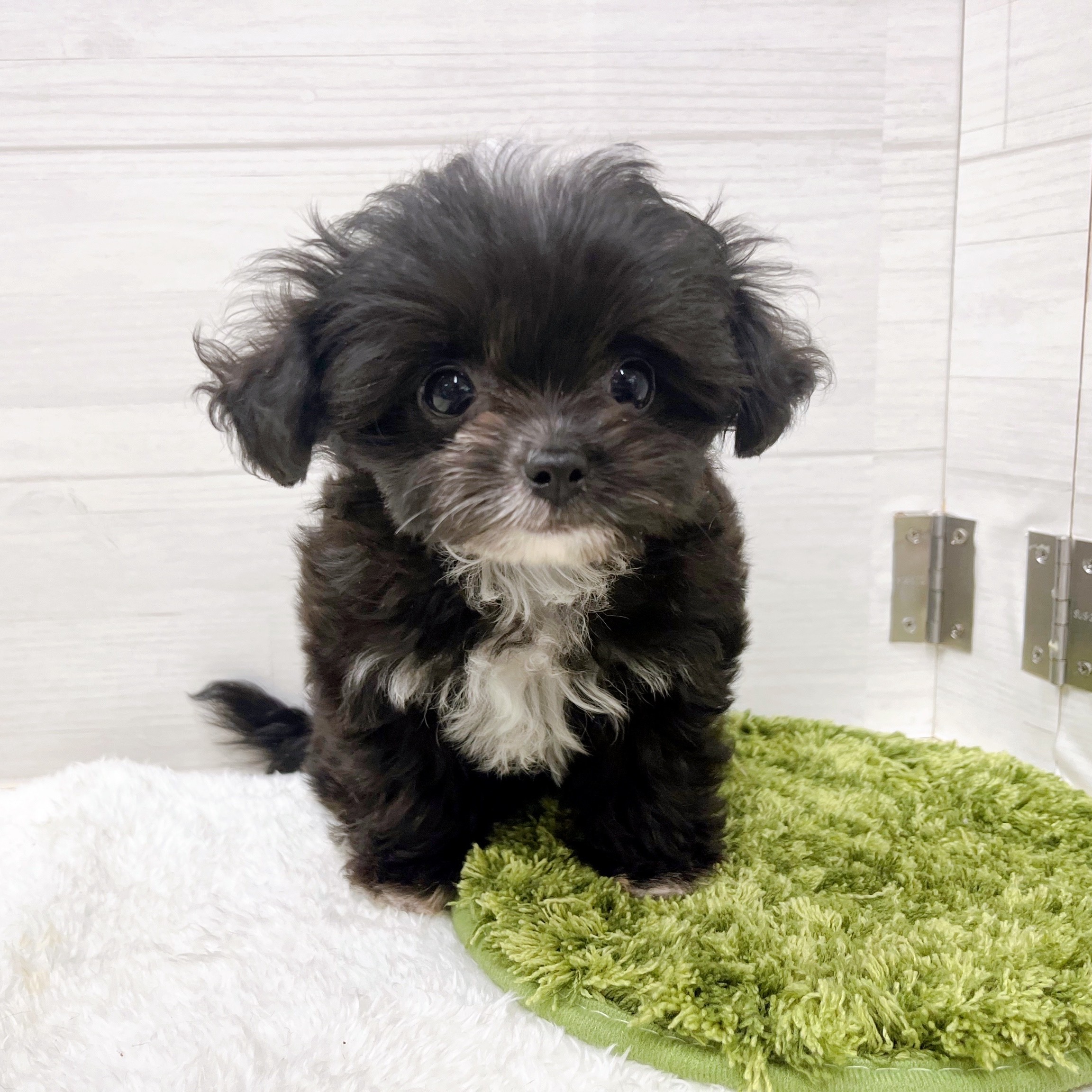 石川県のチワプー/プーチー(チワワ×プードル) (犬の家＆猫の里アミーゴ金沢おこばた店/2025年11月11日生まれ/女の子/ブリンドルホワイト)の子犬の3枚目の画像