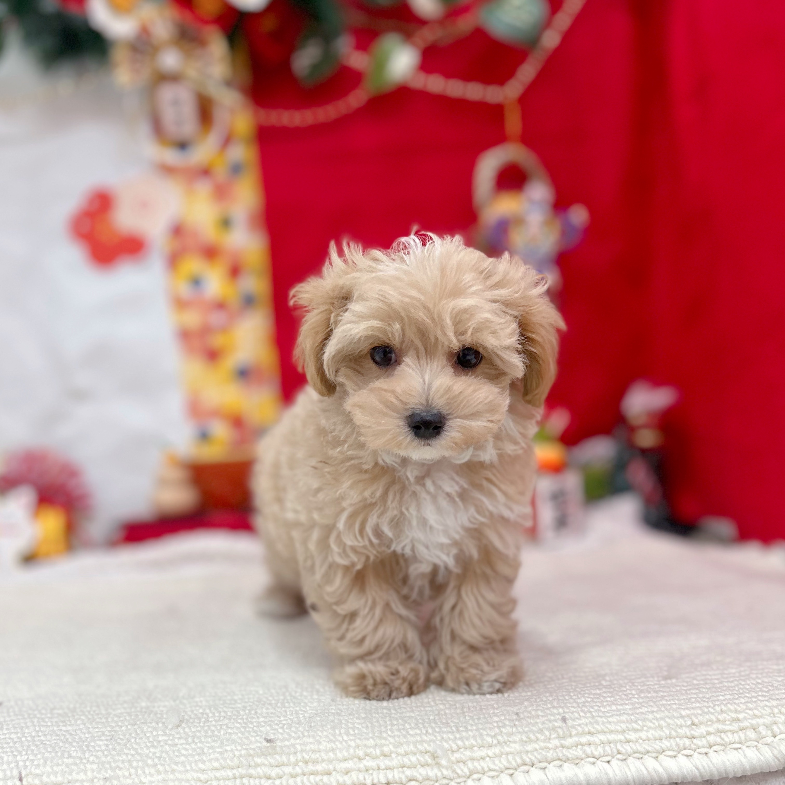 岐阜県のマルプー(マルチーズ×プードル) (犬の家＆猫の里岐南店/2025年11月12日生まれ/男の子/アプリコットホワイト)の子犬の3枚目の画像