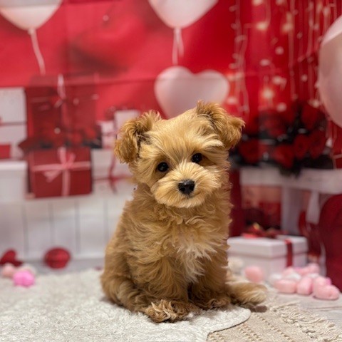 福岡県のマルプー(マルチーズ×プードル) (犬の家＆猫の里トリアス久山店/2025年11月12日生まれ/男の子/アプリコット)の子犬の3枚目の画像