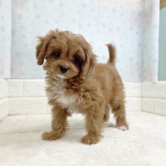 静岡県のキャバプー(キャバリア×プードル) (犬の家＆猫の里マークイズ静岡店/2025年11月16日生まれ/男の子/レッドホワイト)の子犬の3枚目の画像