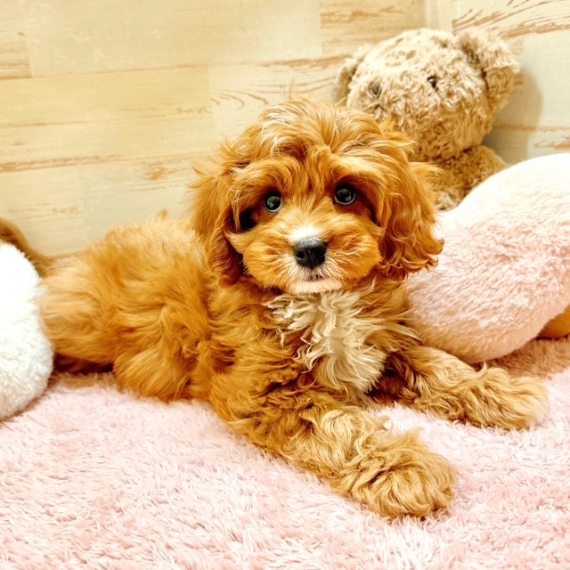 兵庫県のキャバプー(キャバリア×プードル) (犬の家＆猫の里神戸店/2025年11月16日生まれ/男の子/レッドホワイト)の子犬の3枚目の画像