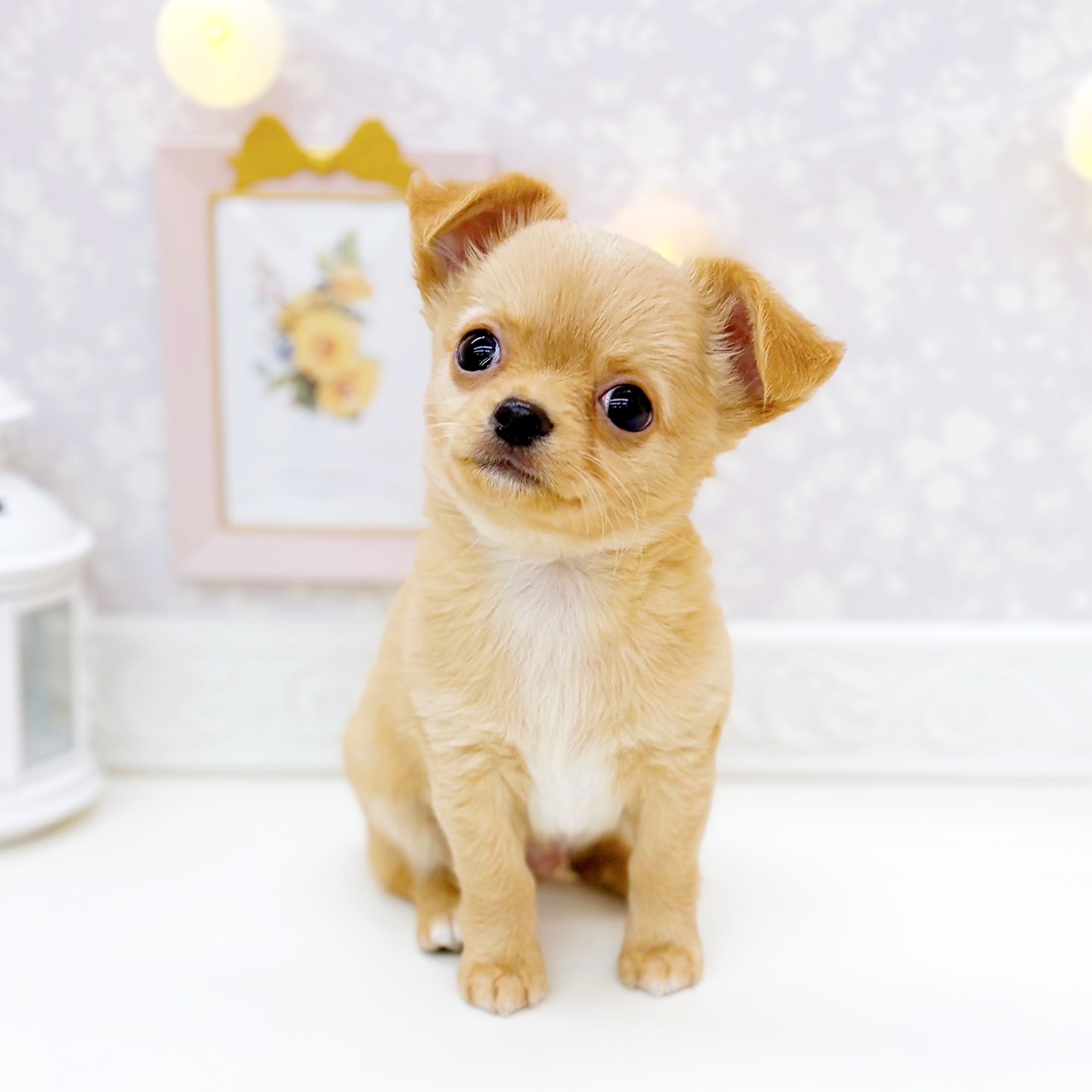 富山県のチワワ(ロング) (犬の家＆猫の里富山店/2025年11月14日生まれ/男の子/オレンジ)の子犬の3枚目の画像