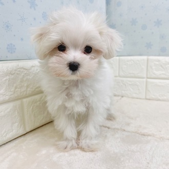 静岡県のマルチーズ (犬の家＆猫の里マークイズ静岡店/2025年11月11日生まれ/男の子/ホワイト)の子犬の3枚目の画像