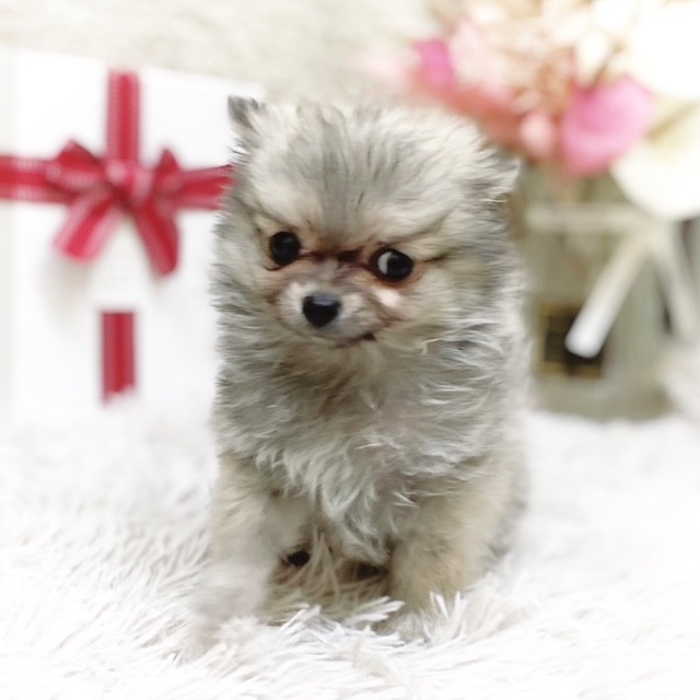 静岡県のポメチワ/チワポメ/ポメチー(ポメラニアン×チワワ) (犬の家＆猫の里藤枝店/2025年11月15日生まれ/男の子/クリームセーブル)の子犬の3枚目の画像