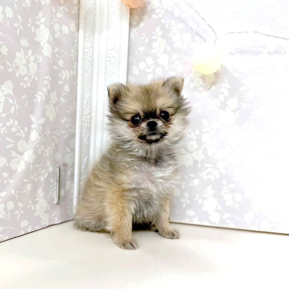 富山県のポメチワ/チワポメ/ポメチー(ポメラニアン×チワワ) (犬の家＆猫の里アミーゴ高岡蓮花寺店/2025年11月15日生まれ/男の子/クリームセーブル)の子犬の3枚目の画像