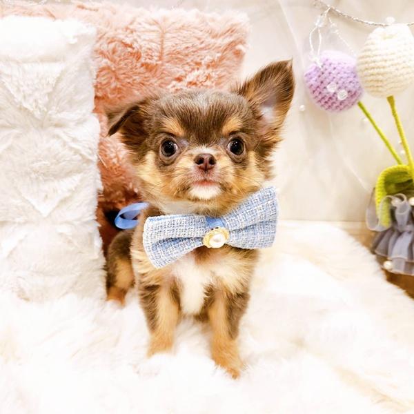 福井県のチワワ(ロング) (犬の家＆猫の里福井店/2025年11月15日生まれ/男の子/ブルータンホワイト)の子犬の3枚目の画像