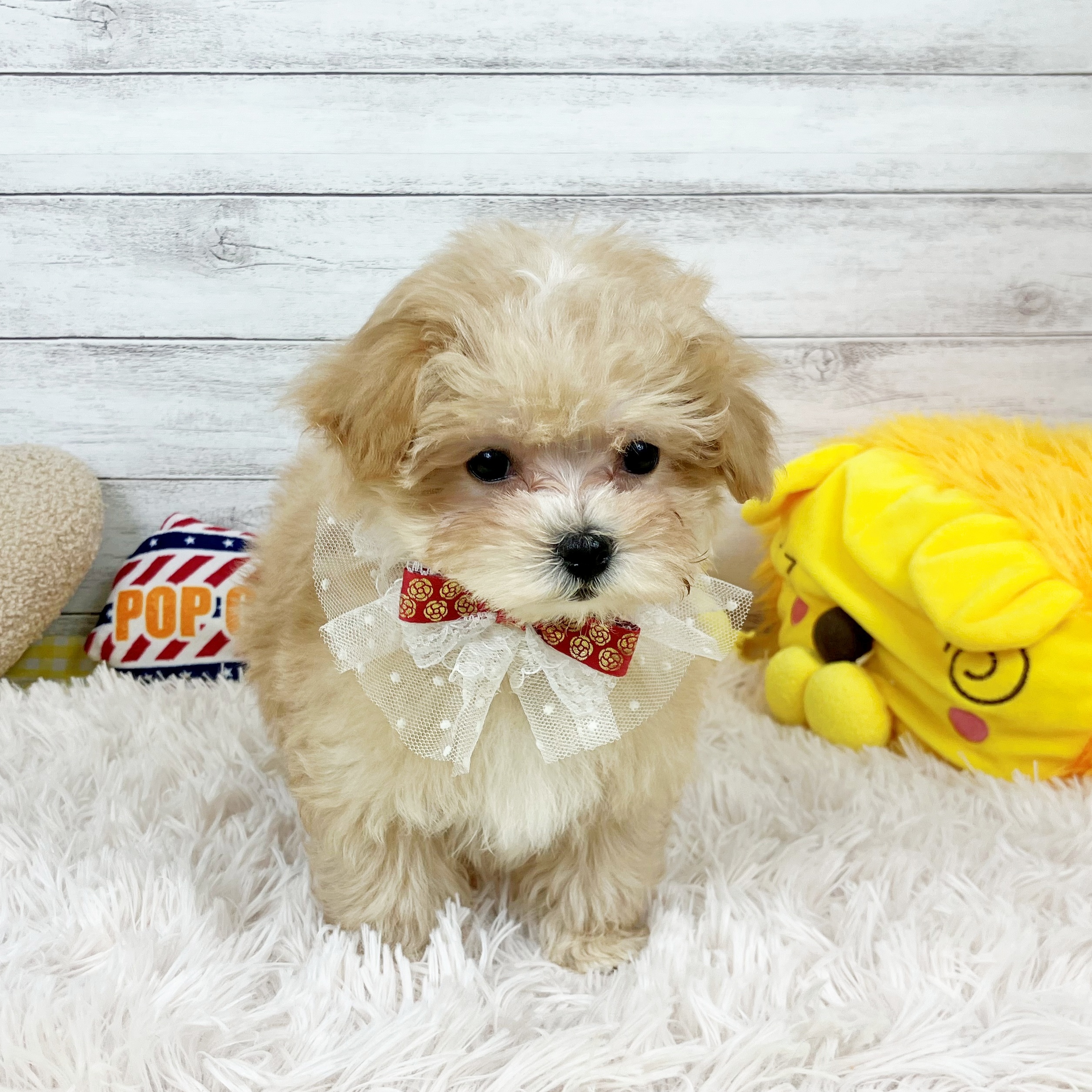 兵庫県のマルプー(マルチーズ×プードル) (犬の家＆猫の里川西店/2025年11月15日生まれ/女の子/クリーム)の子犬の3枚目の画像