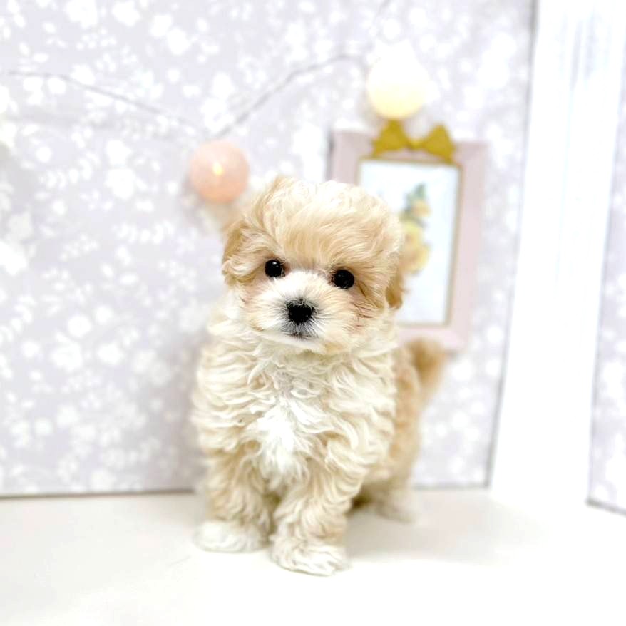 富山県のマルプー(マルチーズ×プードル) (犬の家＆猫の里アミーゴ高岡蓮花寺店/2025年11月15日生まれ/男の子/クリーム)の子犬の3枚目の画像