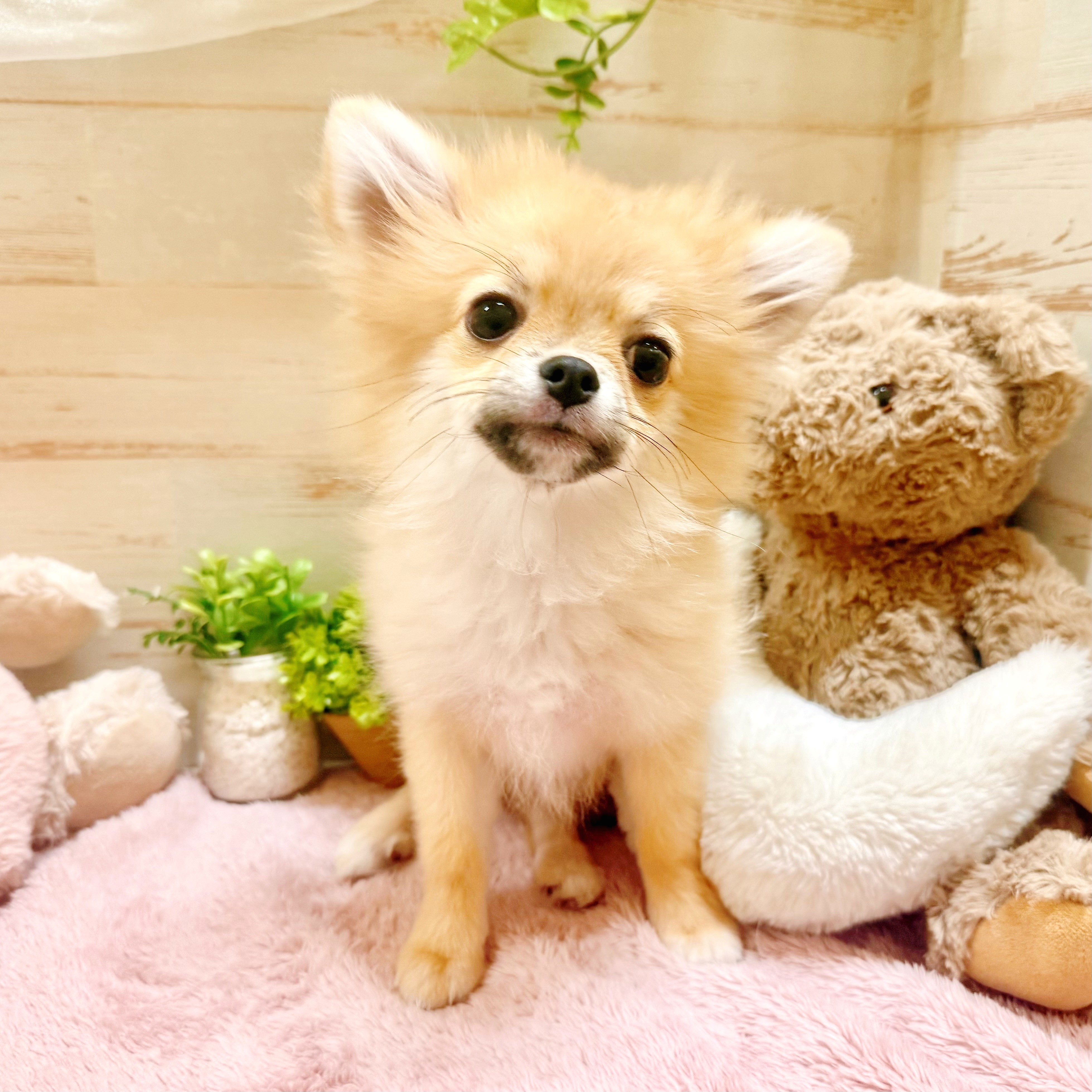 兵庫県のポメチワ/チワポメ/ポメチー(ポメラニアン×チワワ) (犬の家＆猫の里神戸店/2025年11月15日生まれ/女の子/オレンジ)の子犬の3枚目の画像