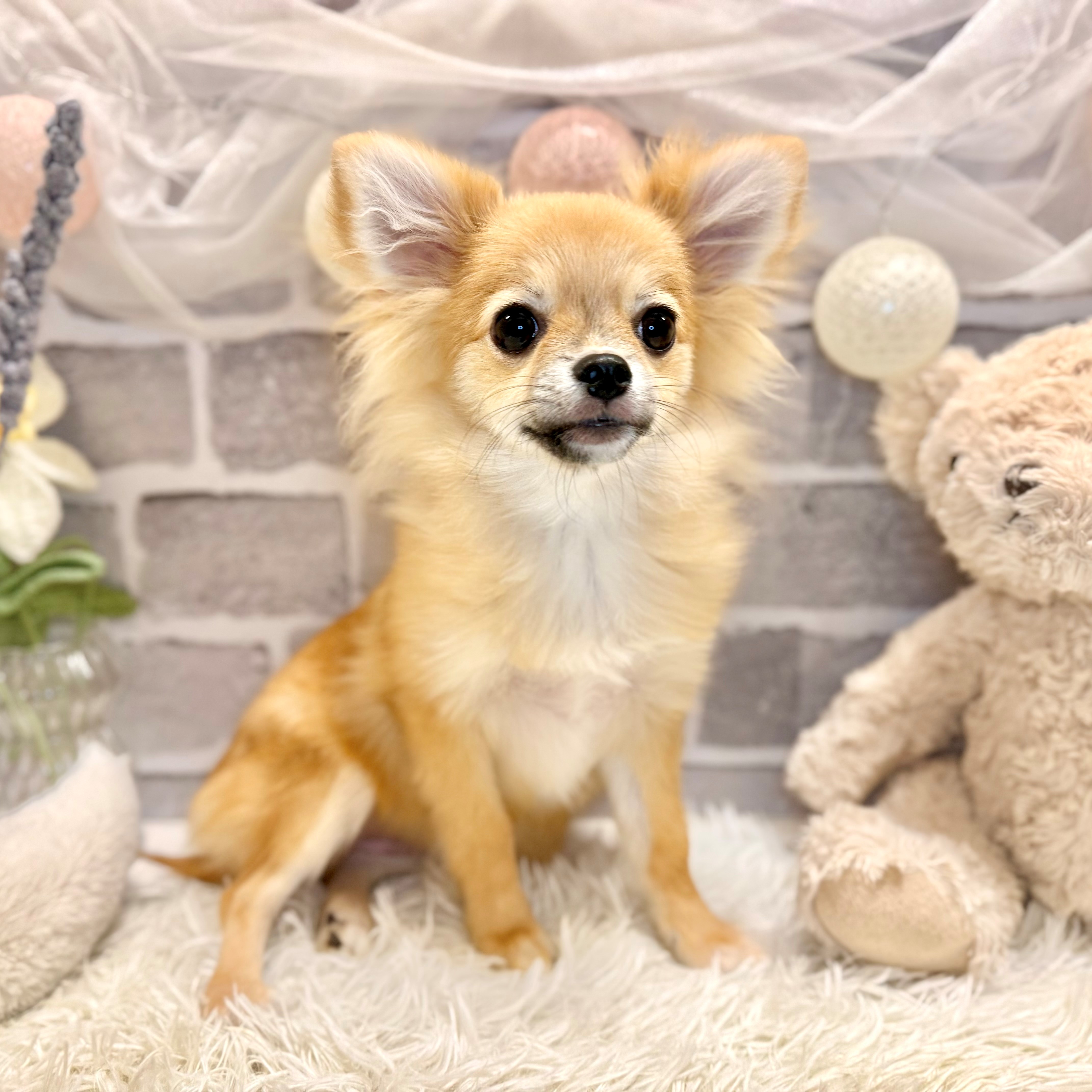 兵庫県のポメチワ/チワポメ/ポメチー(ポメラニアン×チワワ) (犬の家＆猫の里神戸店/2025年11月15日生まれ/女の子/オレンジ)の子犬の3枚目の画像