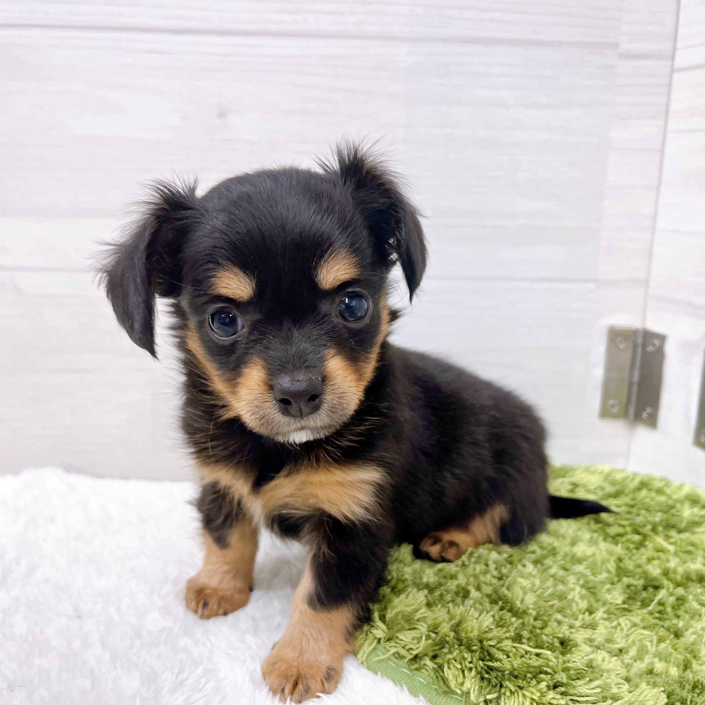 石川県のチワックス(チワワ×ダックス) (犬の家＆猫の里アミーゴ金沢おこばた店/2025年11月16日生まれ/女の子/ブラックタン)の子犬の3枚目の画像