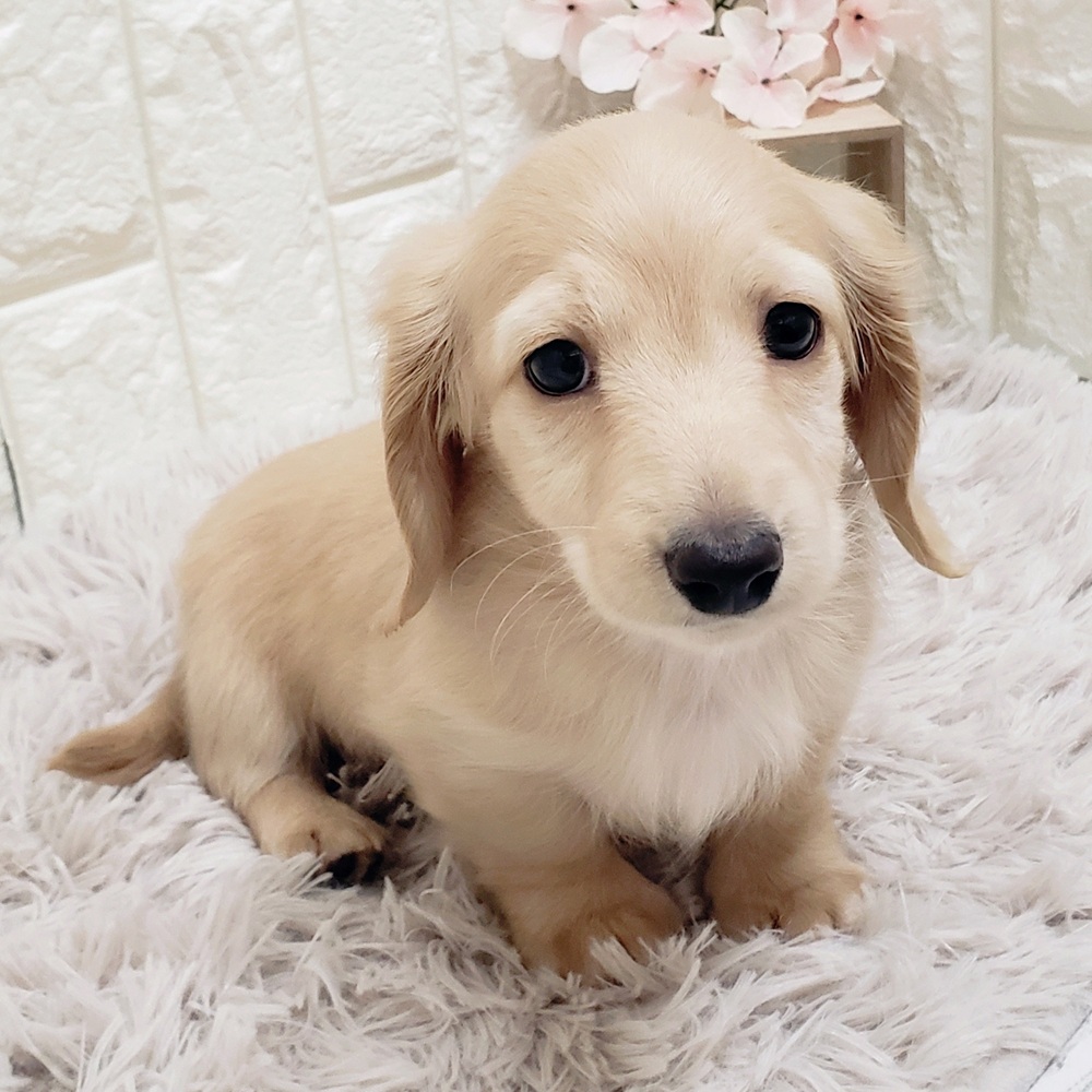 岡山県のミニチュアダックスフンド(ロング) (犬の家＆猫の里岡山店/2025年11月14日生まれ/男の子/イエロー)の子犬の3枚目の画像