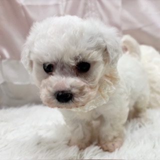 兵庫県のビションフリーゼ (犬の家＆猫の里カナート西神戸店/2025年11月15日生まれ/女の子/ホワイト)の子犬の3枚目の画像