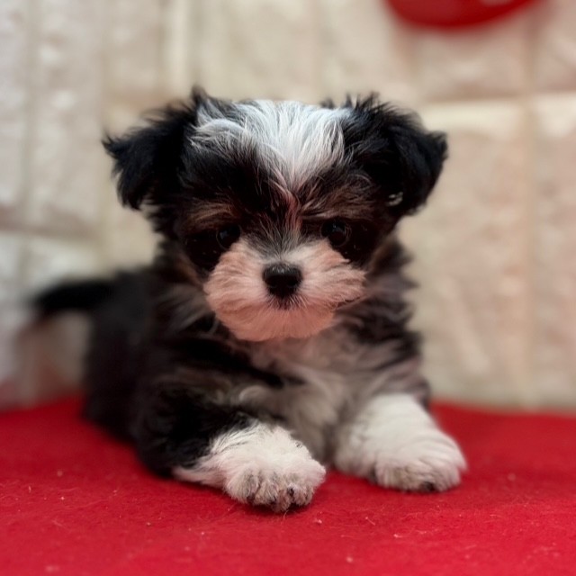 岡山県のチワマル/マルチワ(チワワ×マルチーズ) (犬の家＆猫の里倉敷店/2025年11月13日生まれ/男の子/ブラックホワイト)の子犬の3枚目の画像