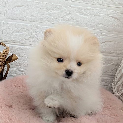 愛知県のポメラニアン (犬の家＆猫の里豊川インター店/2025年11月10日生まれ/女の子/クリームホワイト)の子犬の3枚目の画像