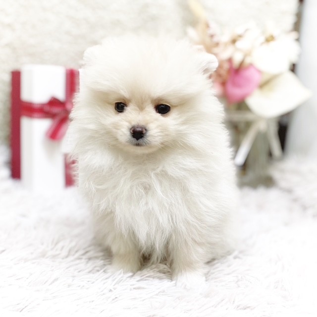 静岡県のポメラニアン (犬の家＆猫の里藤枝店/2025年11月10日生まれ/女の子/クリームホワイト)の子犬の3枚目の画像