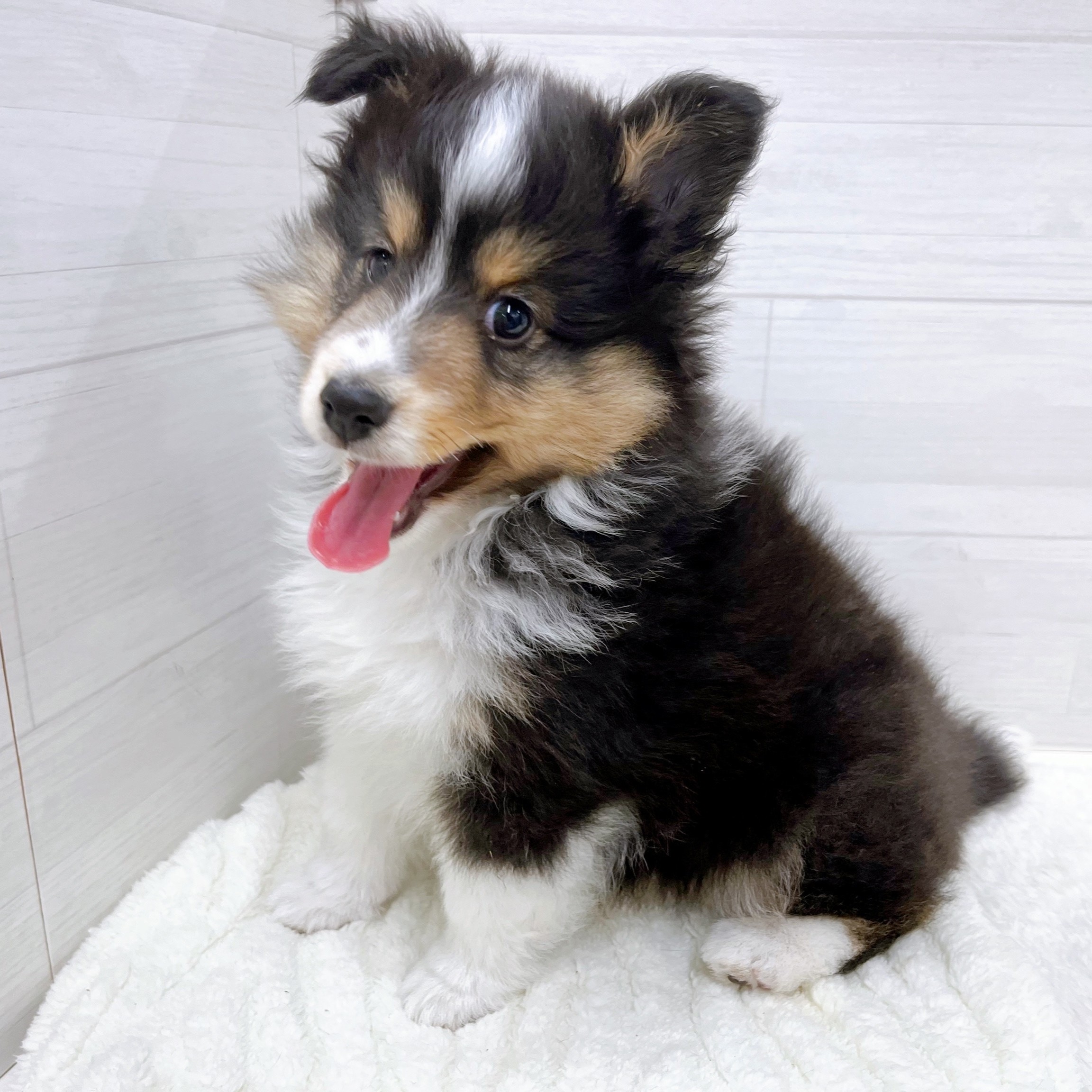 石川県のシェットランドシープドッグ (犬の家＆猫の里アミーゴ金沢おこばた店/2025年11月15日生まれ/女の子/ブラックホワイトタン)の子犬の3枚目の画像