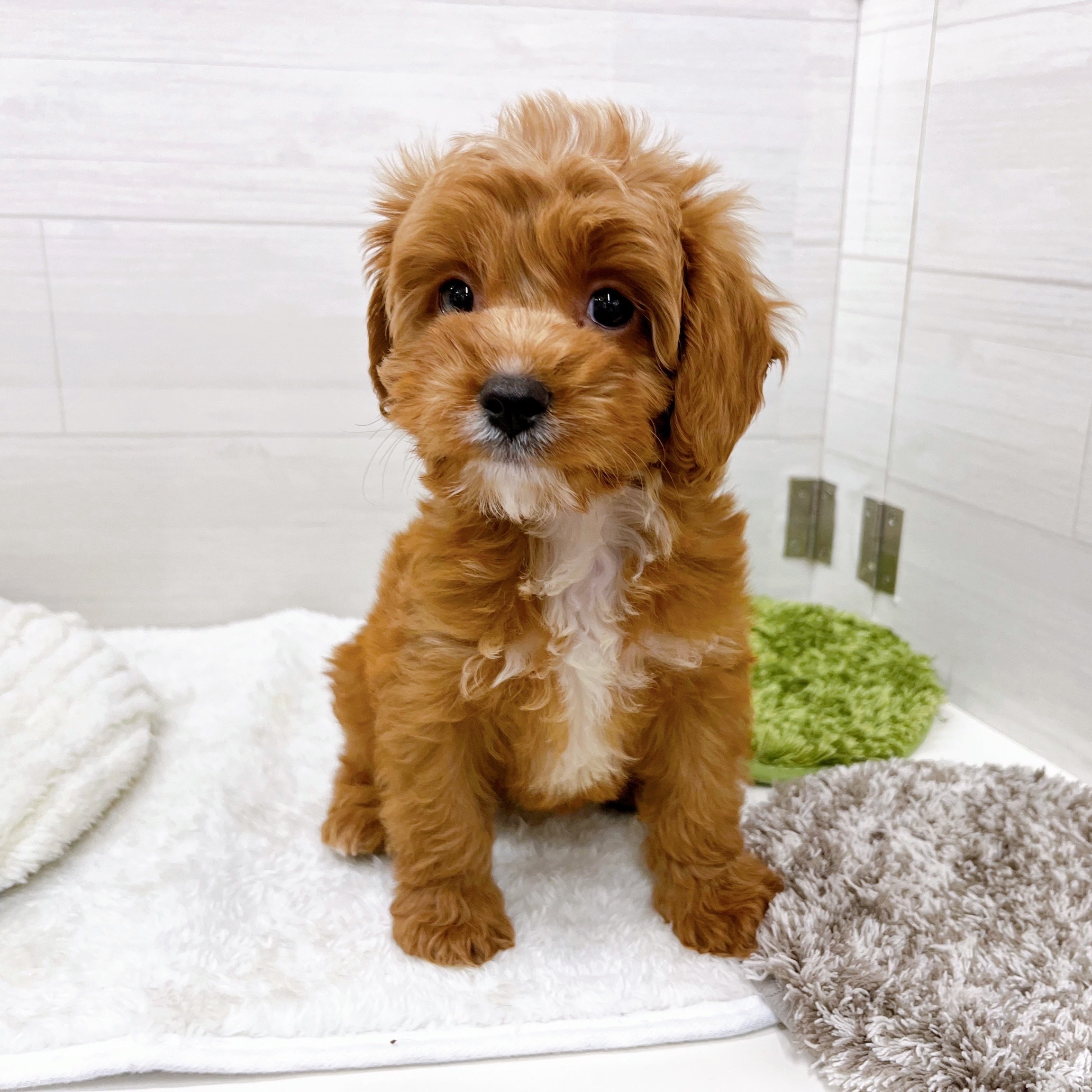 石川県のキャバプー(キャバリア×プードル) (犬の家＆猫の里アミーゴ金沢おこばた店/2025年11月14日生まれ/女の子/ルビーホワイト)の子犬の3枚目の画像