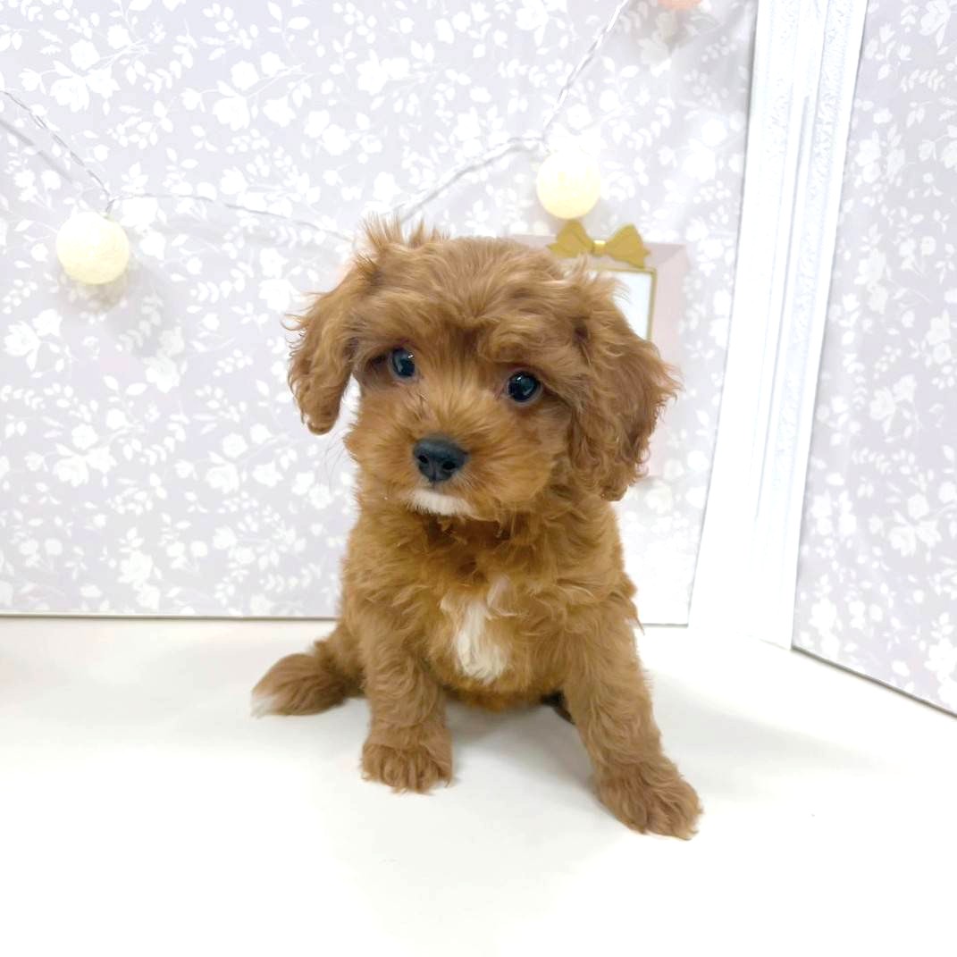 富山県のキャバプー(キャバリア×プードル) (犬の家＆猫の里アミーゴ高岡蓮花寺店/2025年11月14日生まれ/男の子/ルビーホワイト)の子犬の3枚目の画像