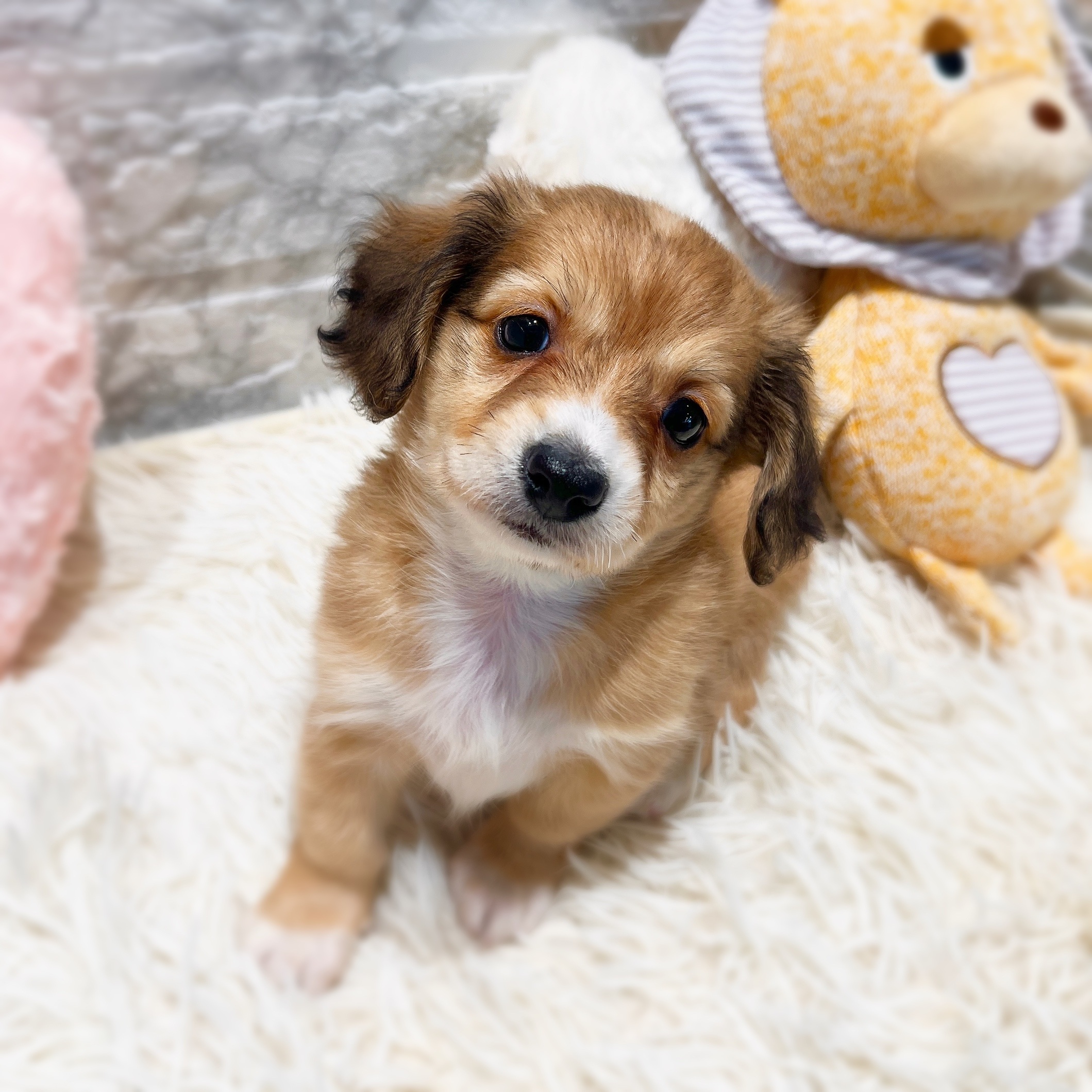 愛知県のチワックス(チワワ×ダックス) (犬の家＆猫の里MiO香久山店/2025年11月16日生まれ/女の子/レッドホワイト)の子犬の3枚目の画像