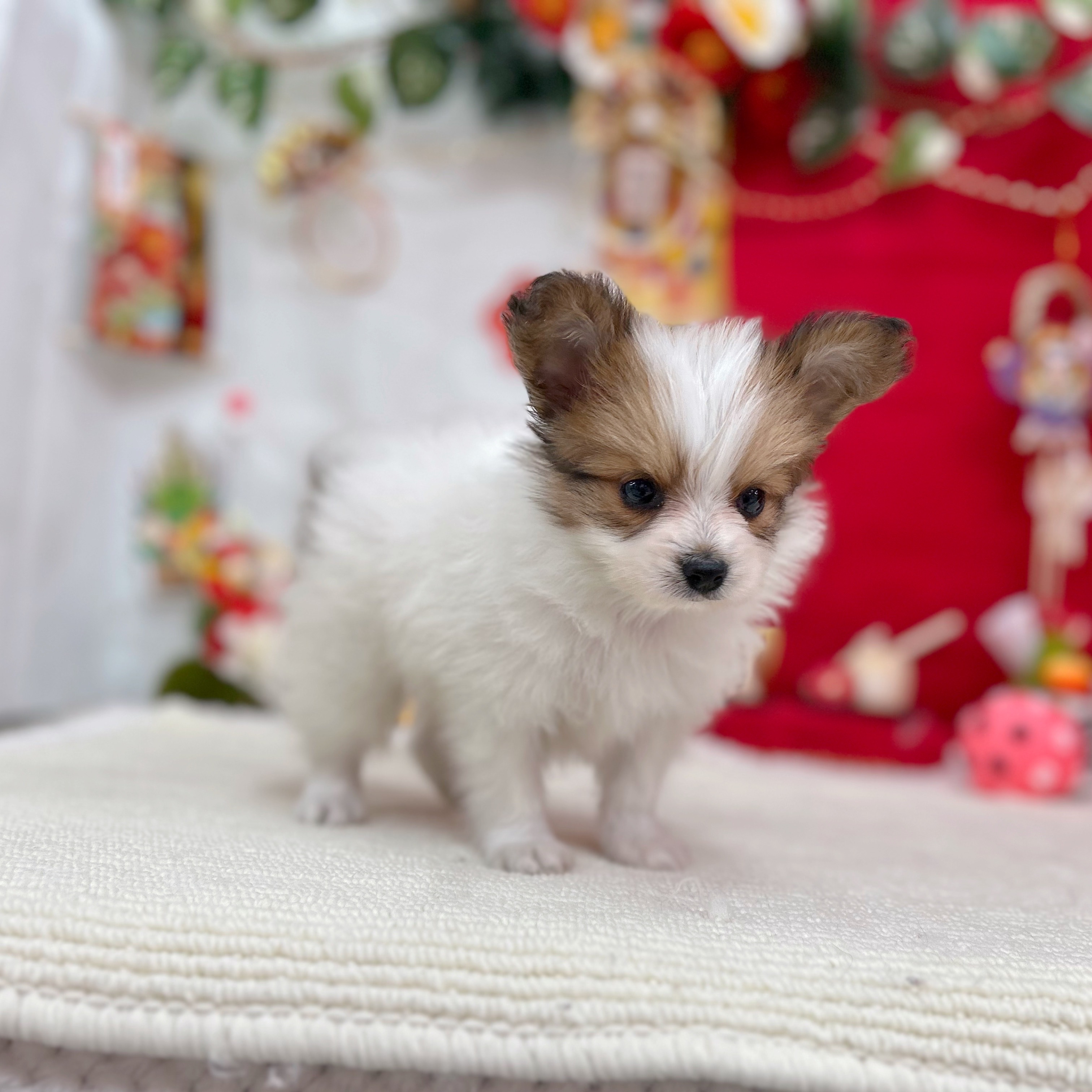 岐阜県のパピヨン (犬の家＆猫の里岐南店/2025年11月16日生まれ/男の子/ホワイトブラウン)の子犬の3枚目の画像