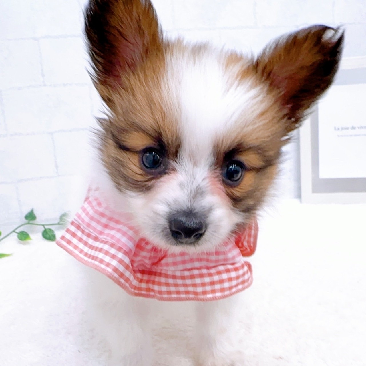 石川県のパピヨン (犬の家＆猫の里金沢店/2025年11月16日生まれ/女の子/ホワイトブラウン)の子犬の3枚目の画像