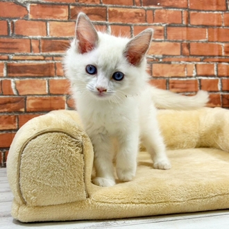 神奈川県のラグドール (犬の家＆猫の里小田原店/2025年11月14日生まれ/男の子/ブルーポイントバイカラー)の子猫の3枚目の画像