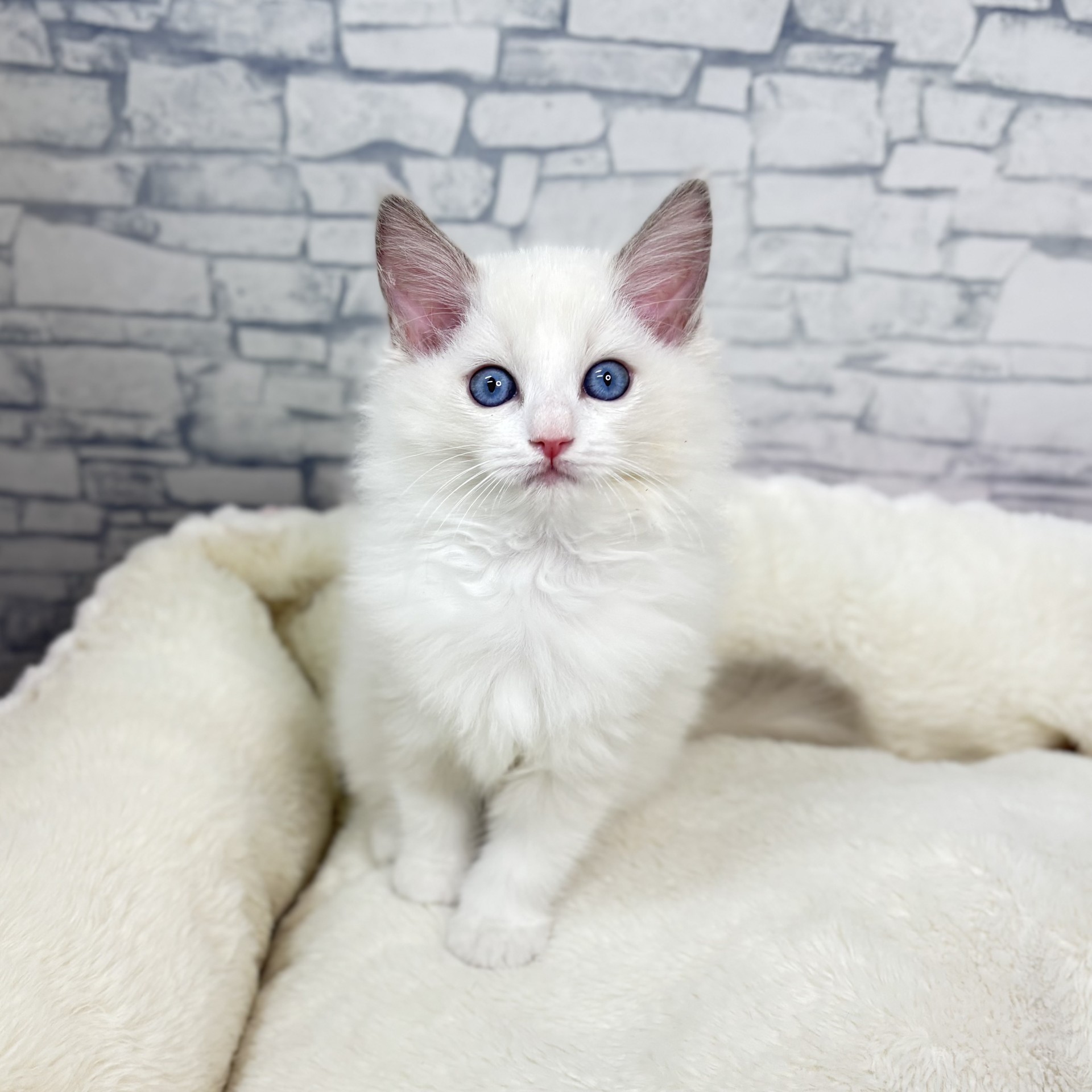 長野県のラグドール (犬の家＆猫の里長野店/2025年11月14日生まれ/女の子/ブルーポイントバイカラー)の子猫の3枚目の画像