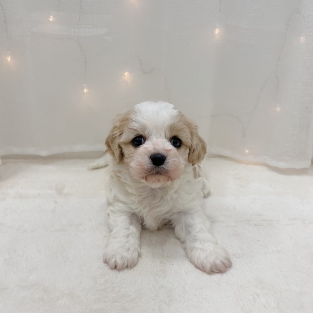 千葉県のハーフ犬・ミックス犬 (犬の家＆猫の里BIGHOPガーデンモール印西店/2025年11月17日生まれ/男の子/ブレンハイム)の子犬の3枚目の画像