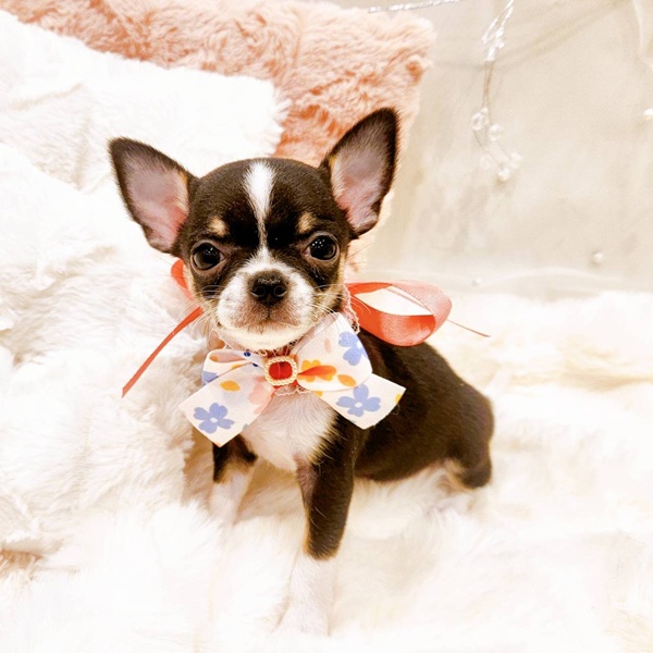 福井県のチワワ(スムース) (犬の家＆猫の里福井店/2025年11月17日生まれ/女の子/ブラックタンホワイト)の子犬の3枚目の画像