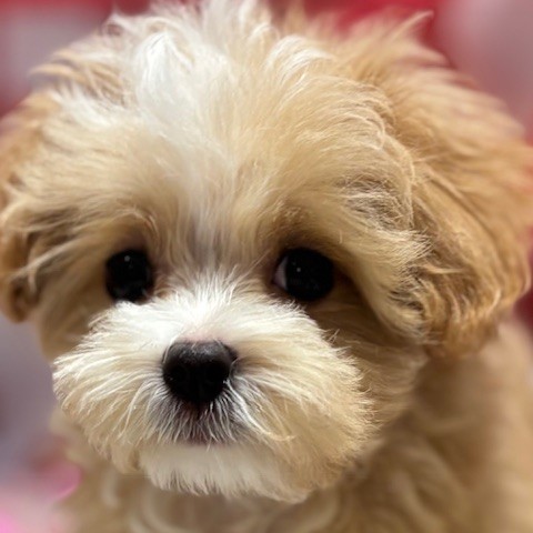 福岡県のマルプー(マルチーズ×プードル) (犬の家＆猫の里トリアス久山店/2025年11月18日生まれ/男の子/アプリコットホワイト)の子犬の1枚目の画像