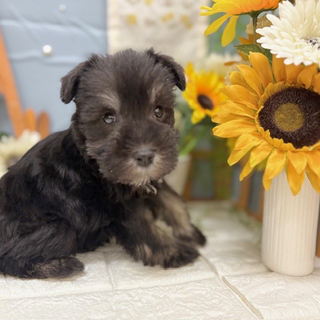 千葉県のミニチュアシュナウザー (犬の家＆猫の里ワンズモール稲毛店/2025年11月18日生まれ/男の子/ブラックシルバー)の子犬の3枚目の画像