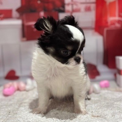 福岡県のチワワ(ロング) (犬の家＆猫の里トリアス久山店/2025年11月16日生まれ/男の子/ホワイトブラックタン)の子犬の3枚目の画像