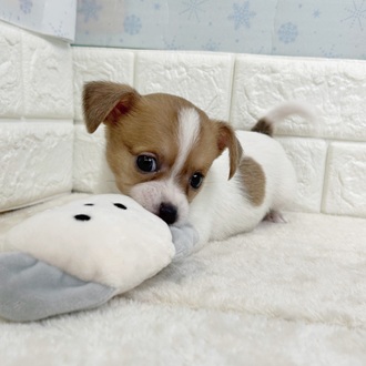 静岡県のハーフ犬・ミックス犬 (犬の家＆猫の里マークイズ静岡店/2025年11月18日生まれ/女の子/ホワイトタン)の子犬の3枚目の画像