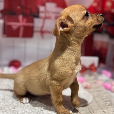 福岡県のハーフ犬・ミックス犬 (犬の家＆猫の里トリアス久山店/2025年11月18日生まれ/女の子/フォーンホワイト)の子犬の3枚目の画像