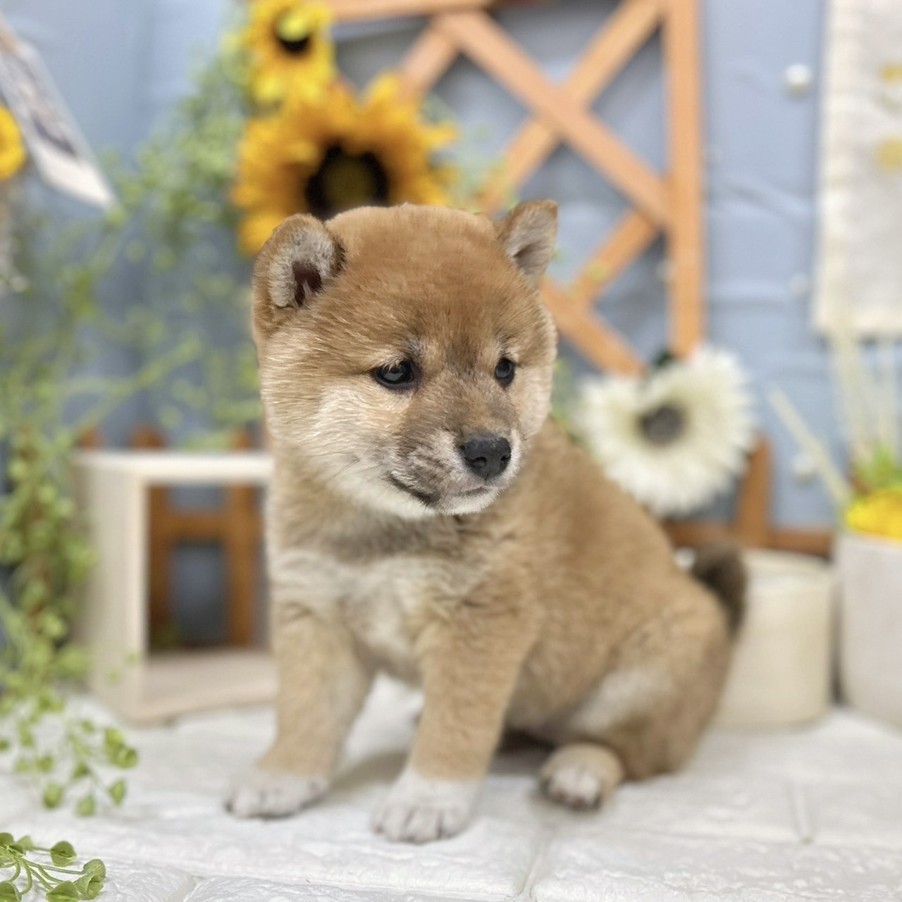 千葉県の柴犬(標準サイズ) (犬の家＆猫の里ワンズモール稲毛店/2025年11月17日生まれ/女の子/赤)の子犬の3枚目の画像