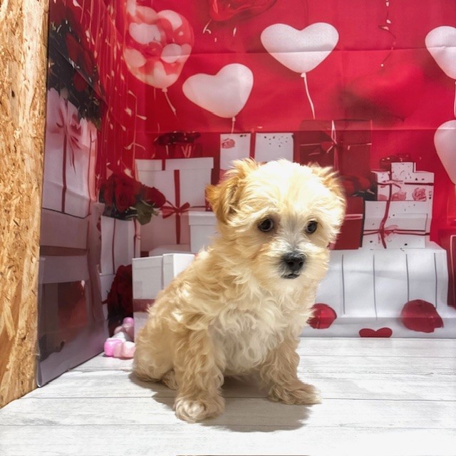 福岡県のマルプー(マルチーズ×プードル) (犬の家＆猫の里トリアス久山店/2025年11月16日生まれ/女の子/アプリコット)の子犬の3枚目の画像