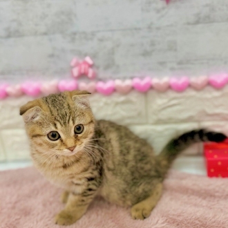 静岡県のスコティッシュフォールド (犬の家＆猫の里プレ葉ウォーク浜北店/2025年11月18日生まれ/男の子/ブラウンタビー)の子猫の3枚目の画像