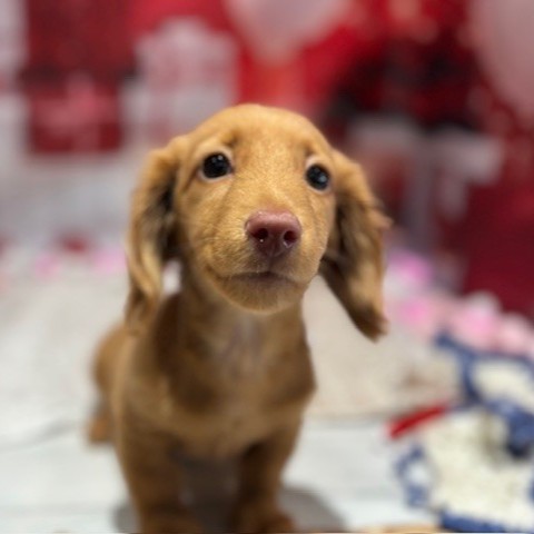 福岡県のミニチュアダックスフンド(ロング) (犬の家＆猫の里トリアス久山店/2025年11月16日生まれ/男の子/ゴールド)の子犬の3枚目の画像