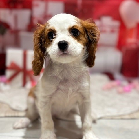 福岡県のキャバリアキングチャールズスパニエル (犬の家＆猫の里トリアス久山店/2025年11月17日生まれ/女の子/ブレンハイム)の子犬の3枚目の画像