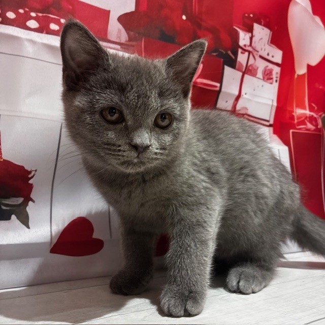 福岡県のブリティッシュショートヘアー (犬の家＆猫の里トリアス久山店/2025年11月13日生まれ/女の子/ブルー)の子猫の3枚目の画像